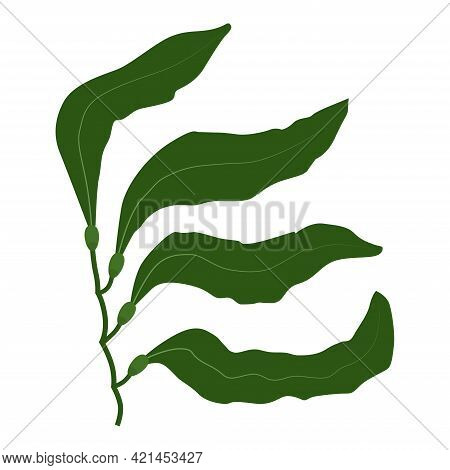 Seaweed Plant Macrocystis Logo Icon On White Background