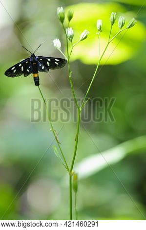 Green Background And Syntomis Phegea, A Black Butterfly With White Dots On The Wings Sits On The Gra