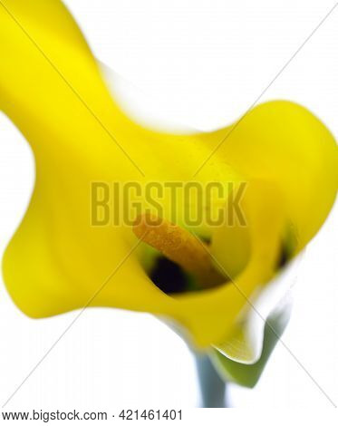 Details Of A Yellow Flower On A White Background