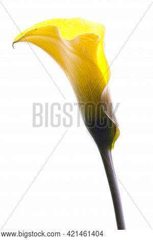 Details Of A Yellow Flower On A White Background