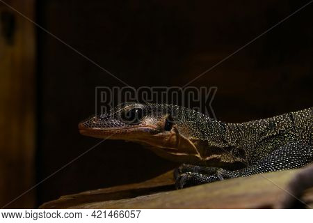 View Of The Monitor Lizard In The Park. A Beautiful Reptile