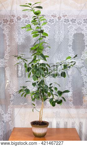 Double Decorative Citrus Tree Growing In A Flower Pot Indoor On A Blurred Background Of Window With 