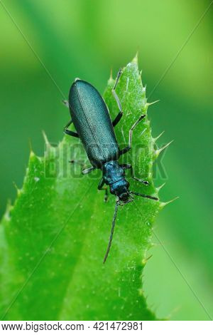 Closeup On The Lesser Thick-legged Flower Beetle , Ischnomera Cyanea Hanging On A Green Leaf