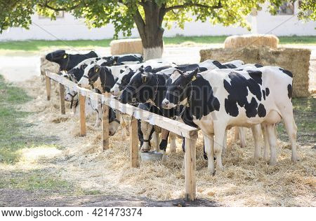 Cows In A Farm. Dairy Cows In A Farm