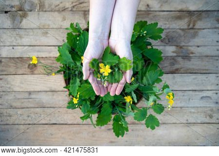 Yellow chelidonium flowers used in herbal medicine on wooden table.