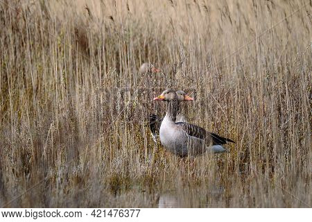 Nesting Greylag Geese Watchful In The Reeds. Bird Breeding Area And Dune Nature Reserve, Reed Collar