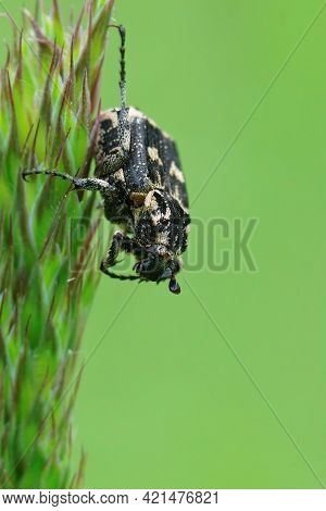 Closeup On A Small Scarab Beetle, Valgus Hemipterus, Hanging Down On A Grass Blade