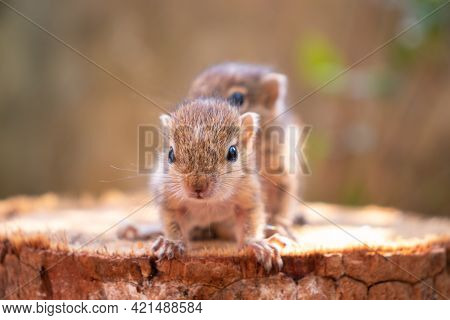 Small Squirrels Lost In The Wild, Cute And Adorable Orphan Squirrel Babies Are Confused And Looking 