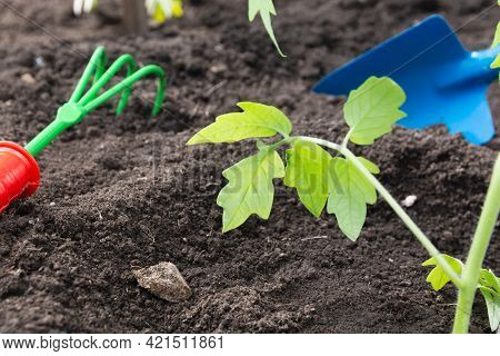 Omato Seedlings Were Transplanted Into The Ground In The Spring. Transplanted Tomato Seedlings Into 