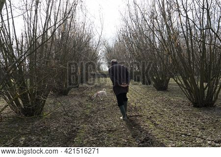 A Young Truffles Dog Is Looking For Truffle In A Hazel Grove Of The Langhe, Piedmony - Italy