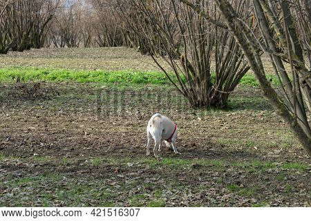 A Young Truffles Dog Is Looking For Truffle In A Hazel Grove Of The Langhe, Piedmony - Italy