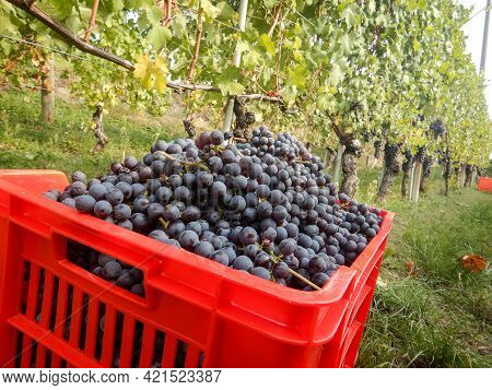 Harvest In A Vineyard At Cannubi In Barolo, Piedmont - Italy