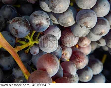 Harvest In A Vineyard At Cannubi In Barolo, Piedmont - Italy