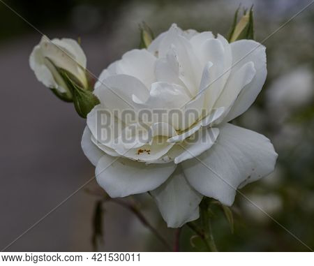 Close Up View Of White Roses Near The Affi Cycle Path
