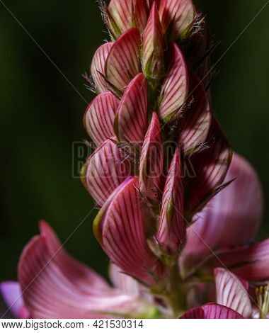 Spontaneous Onobrychis Viciifolia In A Country Meadow.