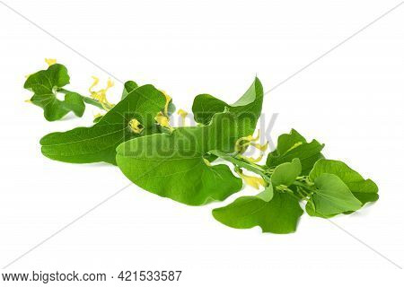European  Birthwort Leaf With Flowers Isolated On White