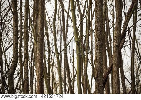 Woodland With Bare Trees In Cotswold, England For Background Use
