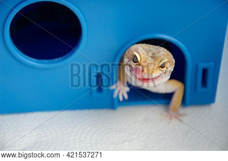 Lizard Shows Its Tongue. Concept Of Keeping Lizard At Home. Funny Pets. Adult Eublefar Lizard Licks 