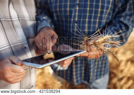 Two Caucasian Farmer Or Agronomist Standing In Ripe Wheat Field And Using A Tablet At Sunset. Man Ho
