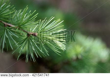 Needles Of A Dahurian Larch, Larix Gmelinii