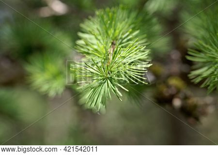 Needles Of A Dahurian Larch, Larix Gmelinii
