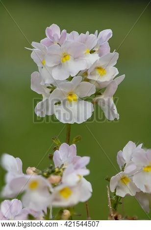 Wisley Vanilla Nemesia Flowers