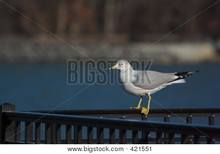 Gull On A Rail
