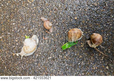 Top View Of Four Helix Pomatia Snails Crawling On A Street In Switzerland