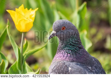 Portrait Of A Common Grey Urban Pigeon In The Picturesque Green Meadow With Yellow Tulips. Domestic 