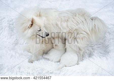 Mom Dog Feeds Breast Milk Puppies. Breeding Dogs Breed Japanese Spitz.