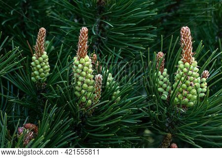 Blooms Of Dwarf Mountain Pine  - Pinus Mugo Inflorescence Closeup