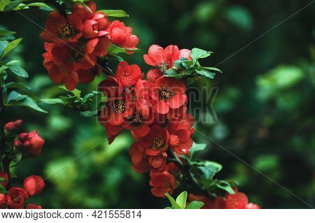 Japanese Quince Blooming - Chaenomeles Japonica Branch With Red Flowers Closeup
