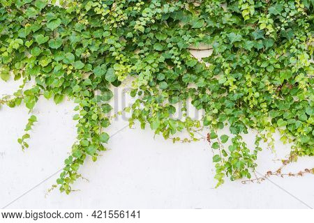 ivy isolated on a white background
