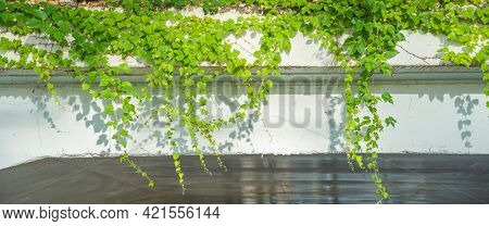 green ivy on a white wall background.