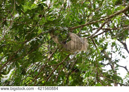 The Brown-throated Three-toed Sloth (bradypus Variegatus) In The Tree Canopy Of Costa Rica