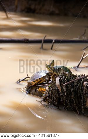 Fresh Water Soft-shell Turtles In The Mangrove Forest Of Damas Island, Costa Rica