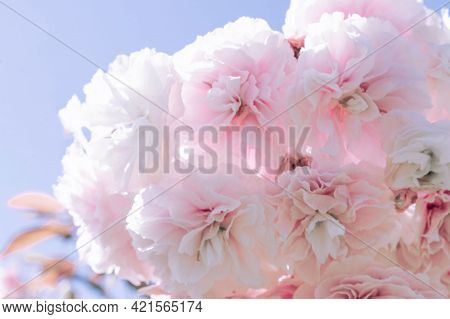 Pink Cherry Blossoms On A Branch With A Blurred Background.
