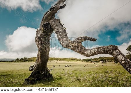 Beautiful landscape view of a trunk of a ancient tree