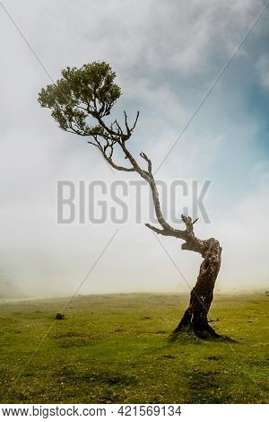 Beautiful landscape of Ancient trees in Madeira Island - Portugal