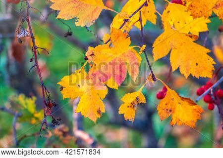 Autumn Hawthorn Branch With Red Berries And Yellow Green Leaves On A Blury Background. Autumn Leaf C