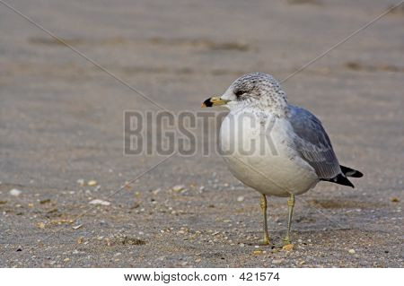 Gull On A Beach