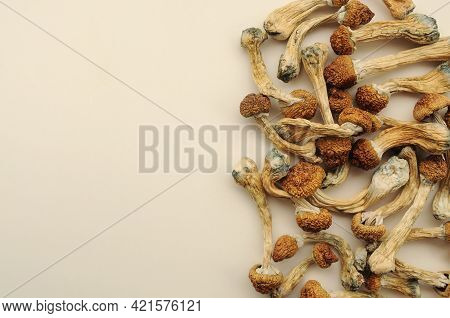 Pile Of Psilocybe Cubensis Mushrooms On White Background. Psilocybin Psychedelic Magic Mushrooms Gol