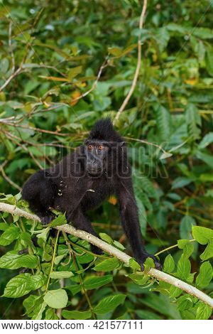 Endemic Monkey Celebes Crested Macaque (macaca ) Known As Black Monkey On Tree In In Rainforest, Tan