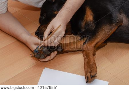 A Man And His Dog Are Lying On The Floor Of The Living Room. A Hand Brushes A Rottweiler's Paw With 