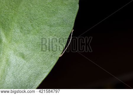 Geometrid Caterpillar Walking On A Green Leaf Stock Photo