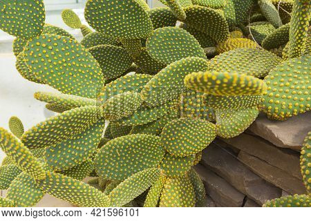 Blind Prickly Pear Cactus Or Opuntia Rufida In The Botanical Garden.