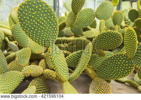 Blind Prickly Pear Cactus Or Opuntia Rufida In The Botanical Garden.