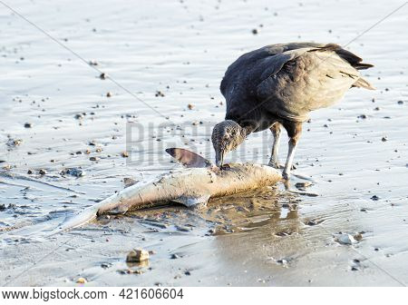 Black Vulture (coragyps Atratus) Eating A Baby Shark On The Beach At Sunset. Wildlife Of Costa Rica.