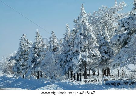 Christmas Trees In The Snow