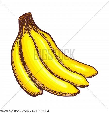 Icon Of Banana. Hand Drawn Sketch Design. Vector Illustration.